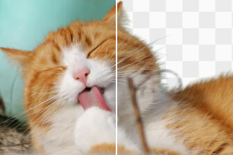 avclabs online free transparent background maker