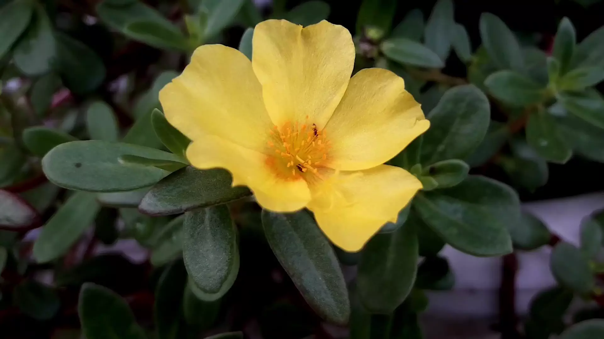 blur background in video using ai